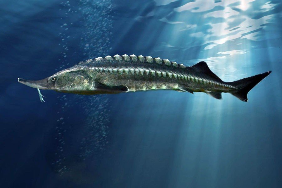 Caviar Classic Caviar Fish